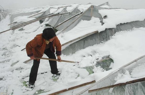 大雪壓垮鋼結(jié)構(gòu)廠房，眾多“二師兄”壯烈犧牲